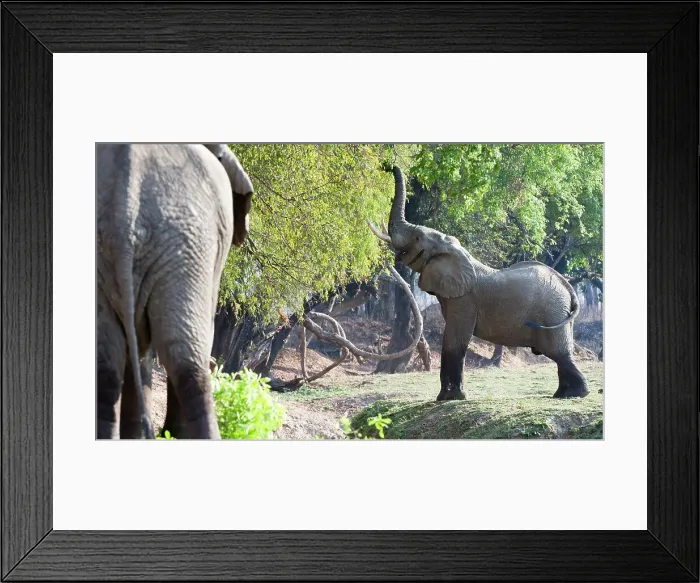 Framed Print : Adult bull African elephants (Loxodonta africana) feeding on foliage in a forest Framed Print : Adult bull African elephants (Loxodonta africana) feeding on foliage in a forest