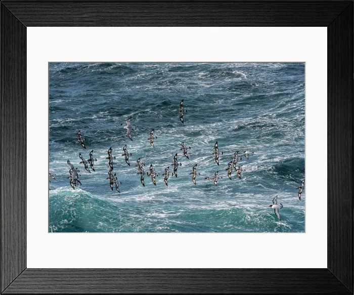 Framed Print : A group of Cape Petrels (Daption capense) and Southern Fulmars (Fulmarus glacialoides) flying over the sea in the Drake Passage Framed Print : A group of Cape Petrels (Daption capense) and Southern Fulmars (Fulmarus glacialoides) flying over the sea in the Drake Passage