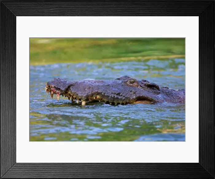 Framed Print : crocodile, Kruger National Park Framed Print : crocodile, Kruger National Park