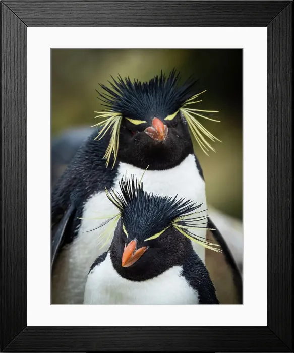 Framed Print : Climate Change Eudyptes Chrysocome Falkland Islands Framed Print : Climate Change Eudyptes Chrysocome Falkland Islands