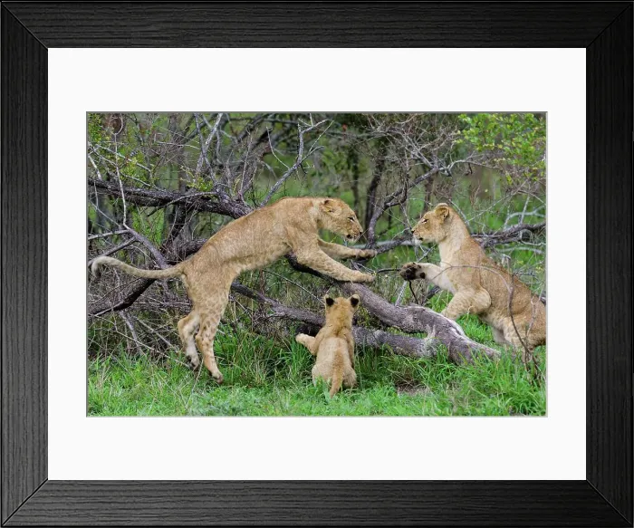 Framed Print : Lion (Panthera leo) cubs playing in a tree Framed Print : Lion (Panthera leo) cubs playing in a tree