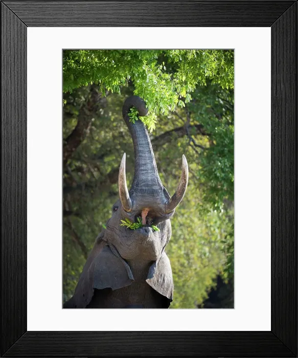 Framed Print : Adult bull African elephant (Loxodonta africana) feeding on foliage in a forest Framed Print : Adult bull African elephant (Loxodonta africana) feeding on foliage in a forest