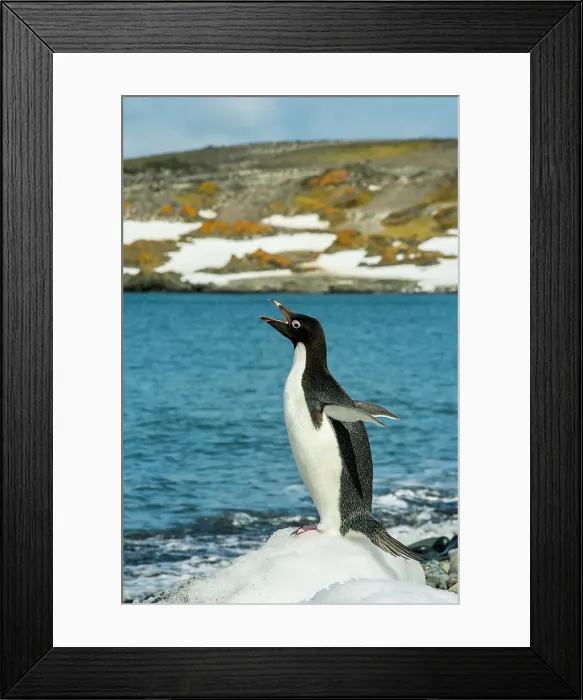 Framed Print : A Adelie penguin (Pygoscelis adeliae) is standing on a ice pebble on beach at the Polish research station Henryk Arctowski (Polish:Polska Stacja Antarktyczna im. Henryka Arctowskiego) in Admiralty Bay on King George Island, South Shetland Islands off Framed Print : A Adelie penguin (Pygoscelis adeliae) is standing on a ice pebble on beach at the Polish research station Henryk Arctowski (Polish:Polska Stacja Antarktyczna im. Henryka Arctowskiego) in Admiralty Bay on King George Island, South Shetland Islands off