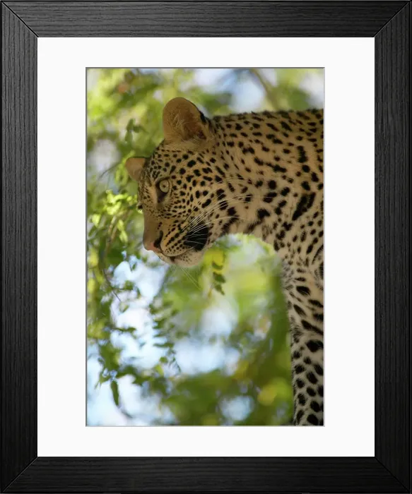 Framed Print : Leopard (Panthera pardus) in tree Framed Print : Leopard (Panthera pardus) in tree