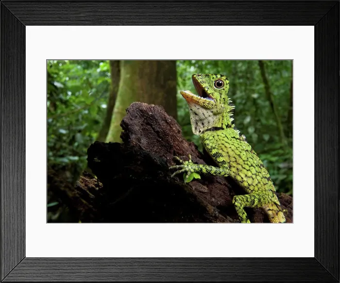 Framed Print : Close-up of a Bornean Angle-Head lizard (Gonocephalus bornensis) in forest Framed Print : Close-up of a Bornean Angle-Head lizard (Gonocephalus bornensis) in forest