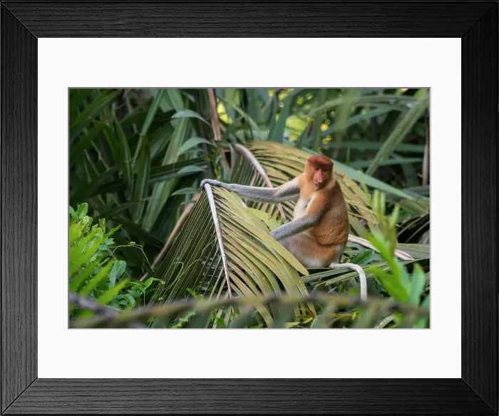 Framed Print : A proboscis monkey (Nasalis larvatus) or long-nosed monkey, is sitting in a tree along the Black River near Balikpapan, on Kalimantan, Indonesia Framed Print : A proboscis monkey (Nasalis larvatus) or long-nosed monkey, is sitting in a tree along the Black River near Balikpapan, on Kalimantan, Indonesia