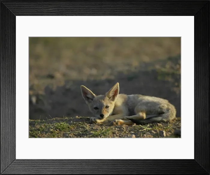 Framed Print : Blackbacked Jackal (Canis mesomelas) pup at den Framed Print : Blackbacked Jackal (Canis mesomelas) pup at den