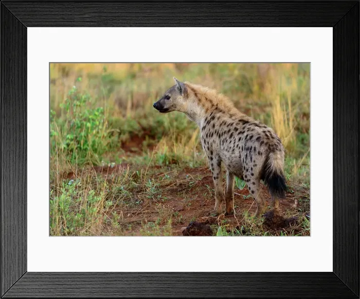 Framed Print : Spotted hyena (Crocuta crocuta)