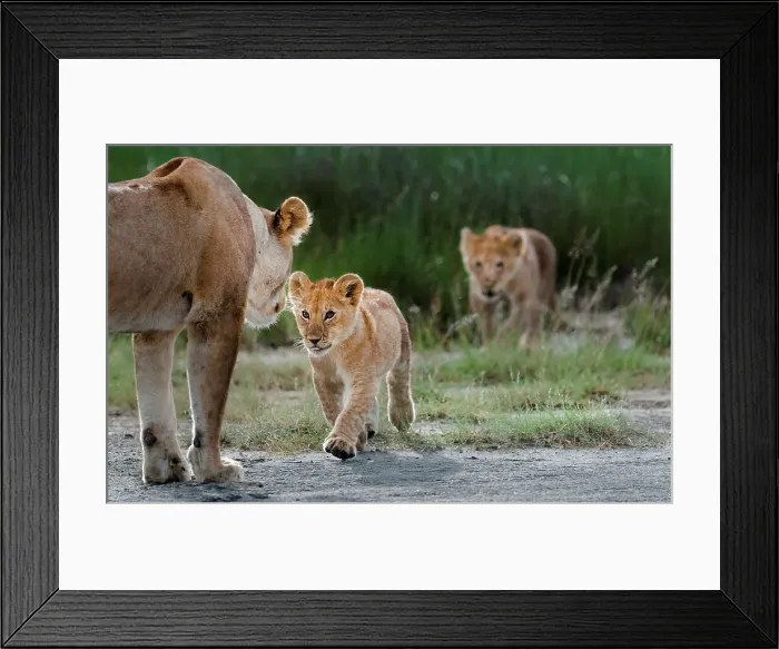 Framed Print : Female African lion (Panthera leo) greeting its cub at Big Marsh Framed Print : Female African lion (Panthera leo) greeting its cub at Big Marsh