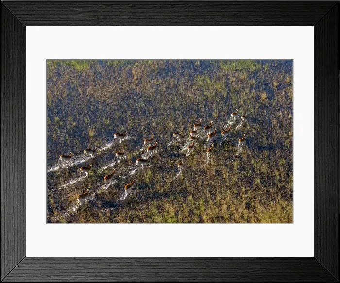 Framed Print : Aerial view of red lechwe (Kobus leche leche) Framed Print : Aerial view of red lechwe (Kobus leche leche)