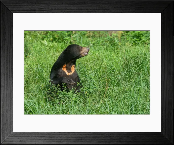 Framed Print : Sun bear at the Sun Bear Sanctuary at Samboja near Balikpapan, on Kalimantan, Indonesia Framed Print : Sun bear at the Sun Bear Sanctuary at Samboja near Balikpapan, on Kalimantan, Indonesia