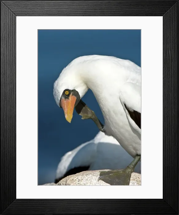 Framed Print : Close-up of a Nazca booby (Sula granti) Framed Print : Close-up of a Nazca booby (Sula granti)