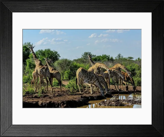 Framed Print : Giraffe (Giraffa camelopardalis) herd drinking Framed Print : Giraffe (Giraffa camelopardalis) herd drinking