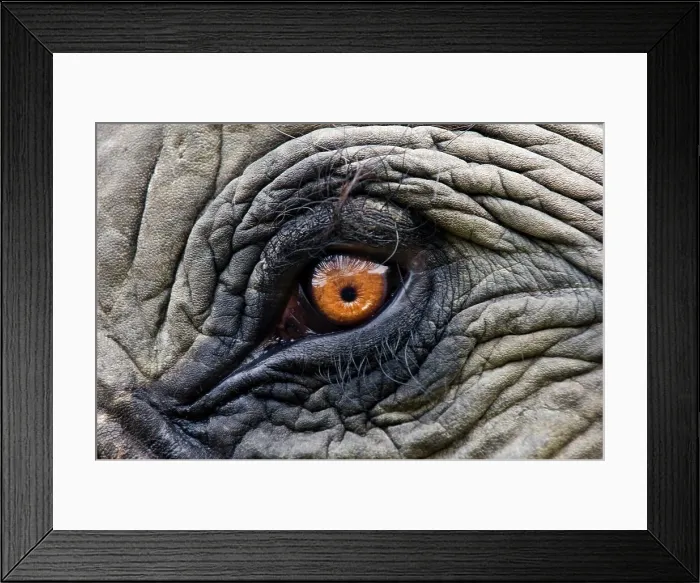 Framed Print : Close-up of eye of an Indian elephant (Elephas maximus) Framed Print : Close-up of eye of an Indian elephant (Elephas maximus)