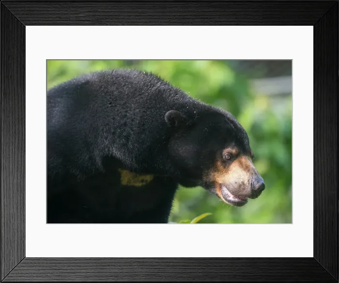 Framed Print : Sun bear at the Sun Bear Sanctuary at Samboja near Balikpapan, on Kalimantan, Indonesia