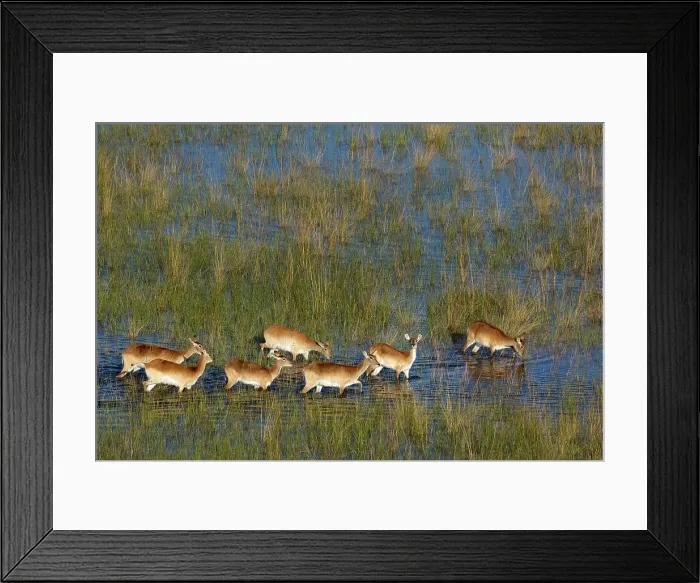 Framed Print : Aerial view of red lechwe (Kobus leche leche) Framed Print : Aerial view of red lechwe (Kobus leche leche)