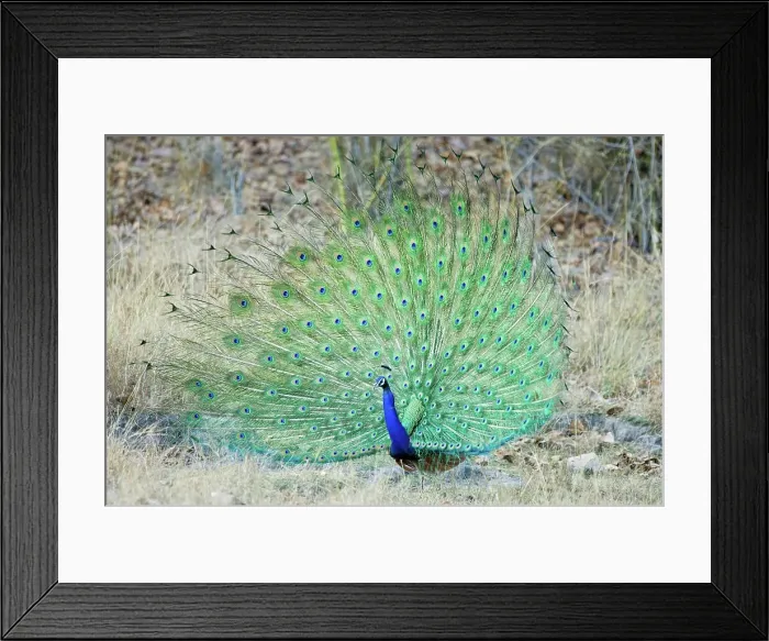 Framed Print : Male Indian Peafowl (Pavo cristatus) displaying tail feathers Framed Print : Male Indian Peafowl (Pavo cristatus) displaying tail feathers