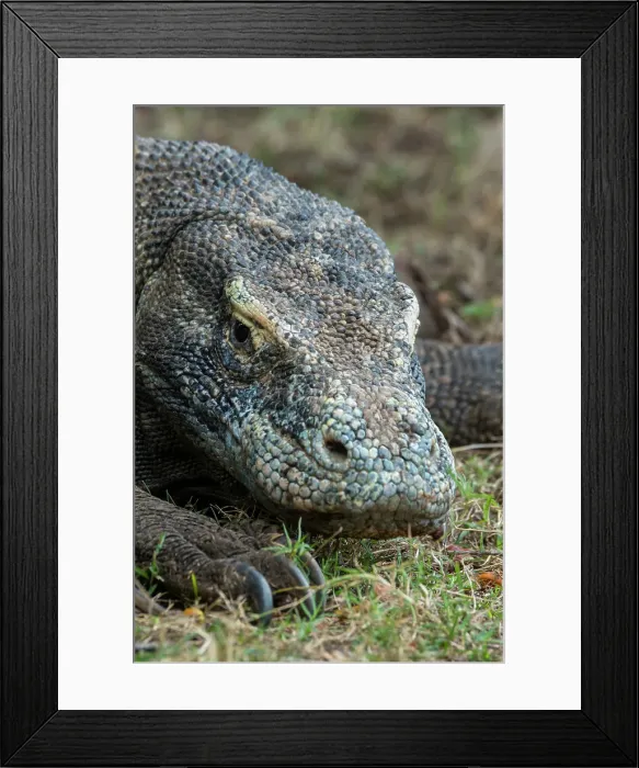 Framed Print : Close-up of an endemic Komodo dragon (Varanus komodoensis) on Rinca Island, part of Komodo National Park (UNESCO World Heritage Site), Indonesia Framed Print : Close-up of an endemic Komodo dragon (Varanus komodoensis) on Rinca Island, part of Komodo National Park (UNESCO World Heritage Site), Indonesia