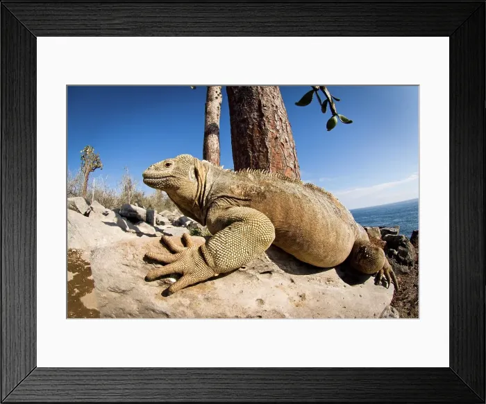 Framed Print : Santa Fe Land iguana (Conolophus pallidus) basking