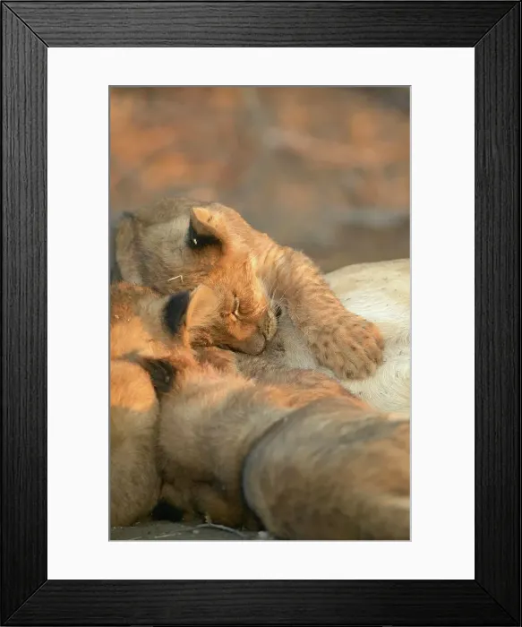 Framed Print : Lion (Panthera leo) cubs suckling Framed Print : Lion (Panthera leo) cubs suckling