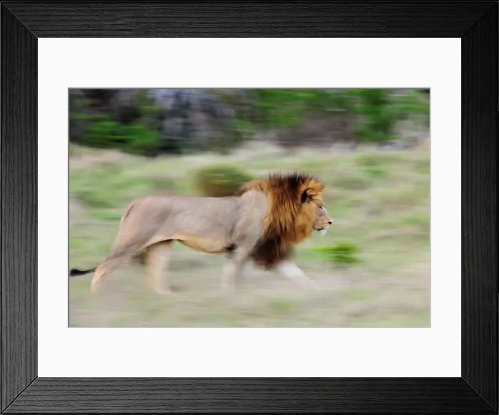 Framed Print : Lion (Panthera leo) walking. Phinda / Munyawana / Zuka Game Reserve Framed Print : Lion (Panthera leo) walking. Phinda / Munyawana / Zuka Game Reserve
