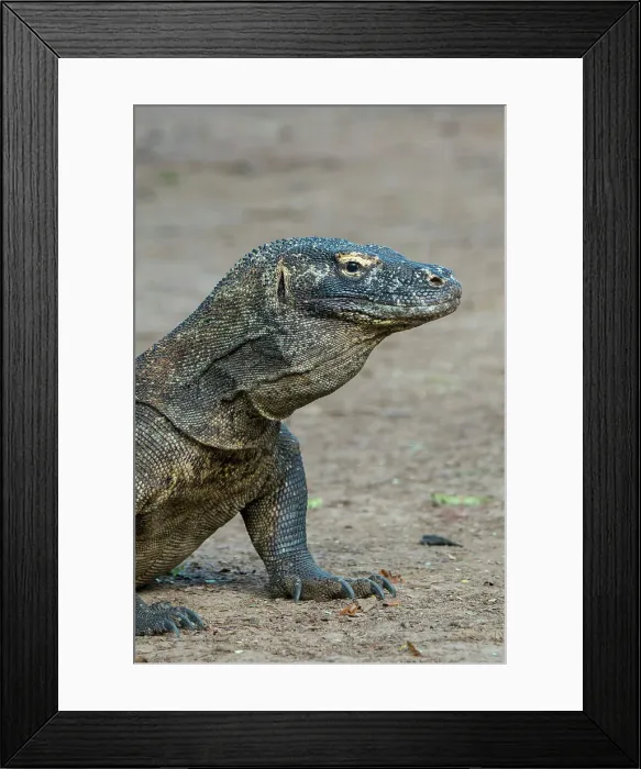 Framed Print : Portrait of a Komodo dragon (Varanus komodoensis) on Komodo Island, part of Komodo National Park, Indonesia