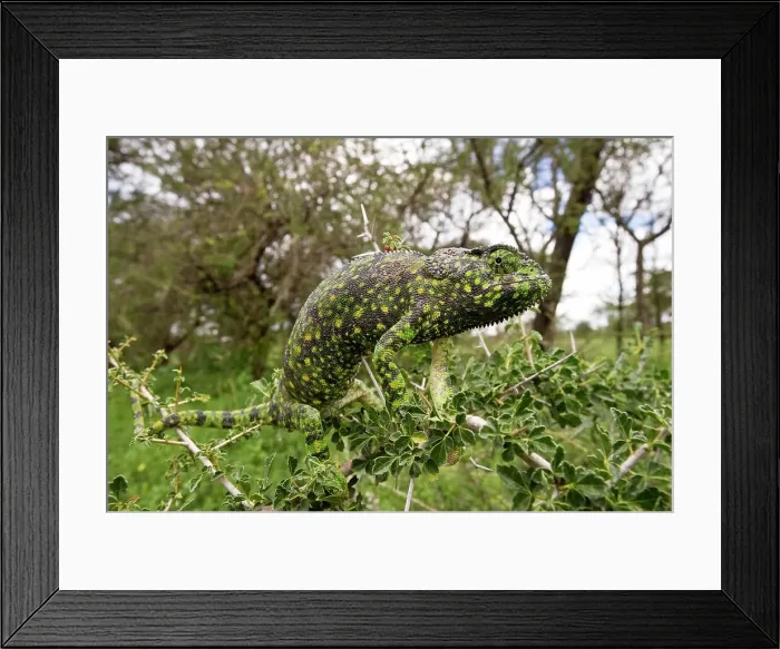 Framed Print : Close-up of an Adult Flap-Necked chameleon (Chameleo dilepis) in forest Framed Print : Close-up of an Adult Flap-Necked chameleon (Chameleo dilepis) in forest