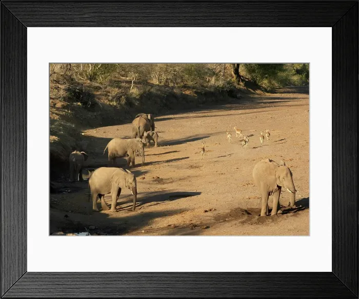 Framed Print : Elephants (Loxodonta africana) Framed Print : Elephants (Loxodonta africana)