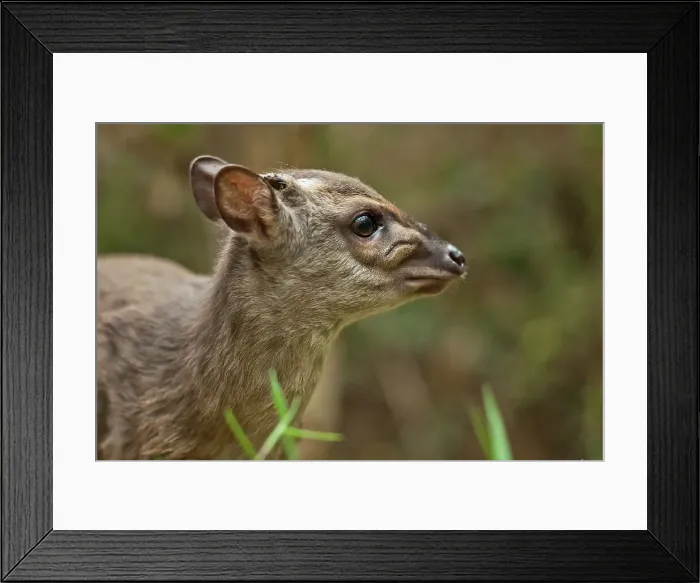 Framed Print : Blue Duiker (Philantomba monticola) Framed Print : Blue Duiker (Philantomba monticola)