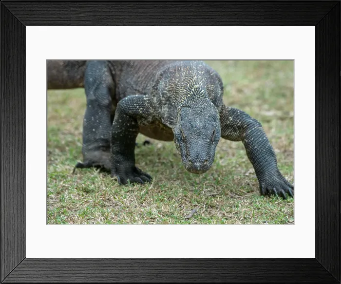 Framed Print : An endemic Komodo dragon (Varanus komodoensis) is walking through the grass on Rinca Island, part of Komodo National Park (UNESCO World Heritage Site), Indonesia