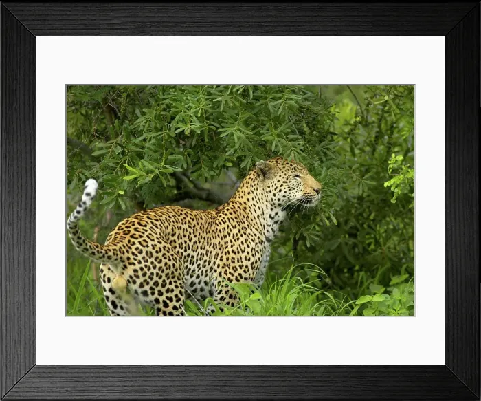 Framed Print : Leopard (Panthera pardus) marking it's territory by rubbing its head on bushes and spraying urine Framed Print : Leopard (Panthera pardus) marking it's territory by rubbing its head on bushes and spraying urine