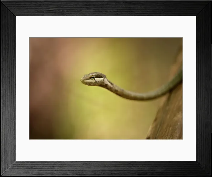 Framed Print : Close-up of a Twig snake (Thelotornis capensis) Framed Print : Close-up of a Twig snake (Thelotornis capensis)