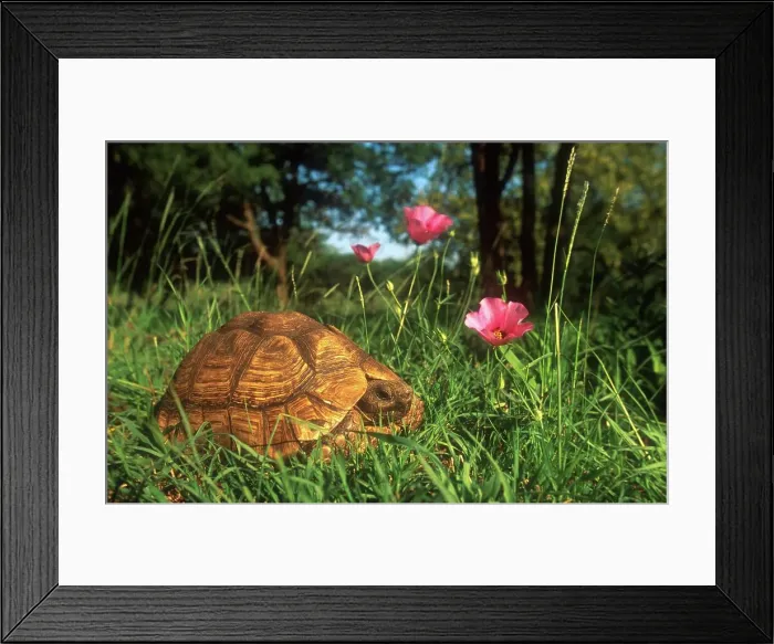 Framed Print : Leopard tortoise amongst flowers Framed Print : Leopard tortoise amongst flowers
