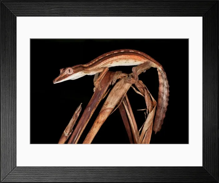 Framed Print : Lined Leaf-Tailed gecko (Uroplatus lineatus) active in forest at night Framed Print : Lined Leaf-Tailed gecko (Uroplatus lineatus) active in forest at night