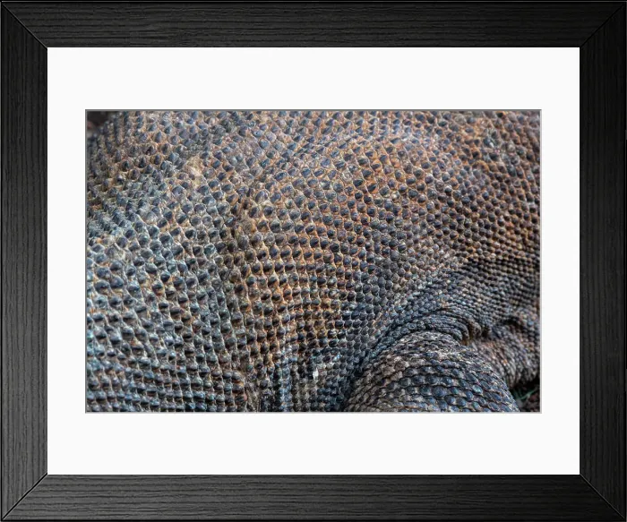 Framed Print : Close-up of the skin of an endemic Komodo dragon (Varanus komodoensis) on Rinca Island, part of Komodo National Park (UNESCO World Heritage Site), Indonesia