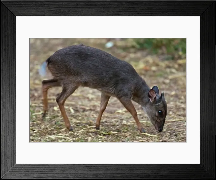 Framed Print : Blue Duiker (Philantomba monticola) Framed Print : Blue Duiker (Philantomba monticola)