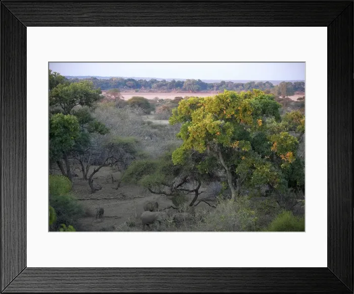 Framed Print : African Elephant (Loxodonta africana) herd in riverine bush Framed Print : African Elephant (Loxodonta africana) herd in riverine bush