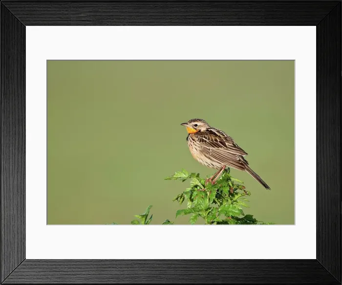 Framed Print : Rosy-Breasted Longclaw (Macronyx ameliae) perching on leaves Framed Print : Rosy-Breasted Longclaw (Macronyx ameliae) perching on leaves