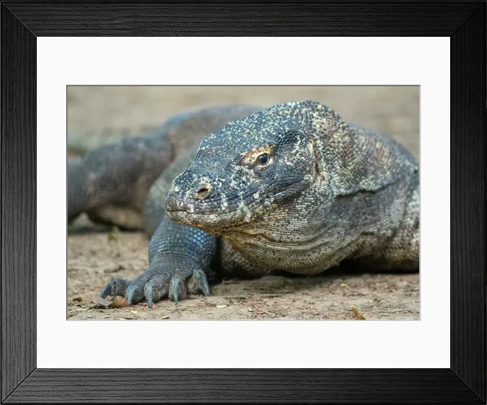 Framed Print : Portrait of a Komodo dragon (Varanus komodoensis) on Komodo Island, part of Komodo National Park, Indonesia Framed Print : Portrait of a Komodo dragon (Varanus komodoensis) on Komodo Island, part of Komodo National Park, Indonesia