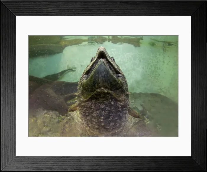 Framed Print : Alligator Snapping turtle (Macrochelys temminckii)