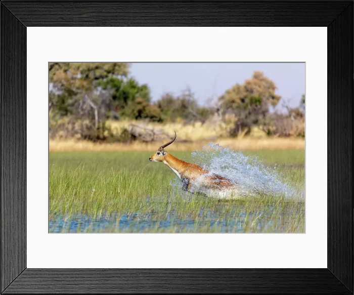 Framed Print : Red lechwe (Kobus leche leche) Framed Print : Red lechwe (Kobus leche leche)