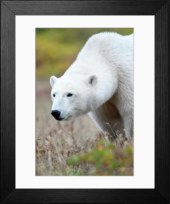 Framed Print : Polar bear (Ursus maritimus) in tundra vegetation Framed Print : Polar bear (Ursus maritimus) in tundra vegetation