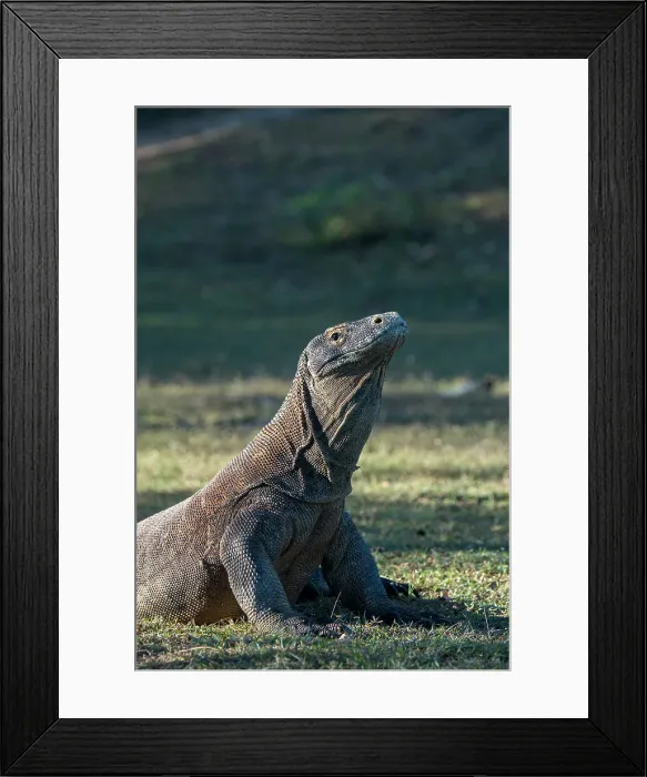 Framed Print : An endemic Komodo dragon (Varanus komodoensis) is warming up in the morning sunshine on Rinca Island, part of Komodo National Park (UNESCO World Heritage Site), Indonesia