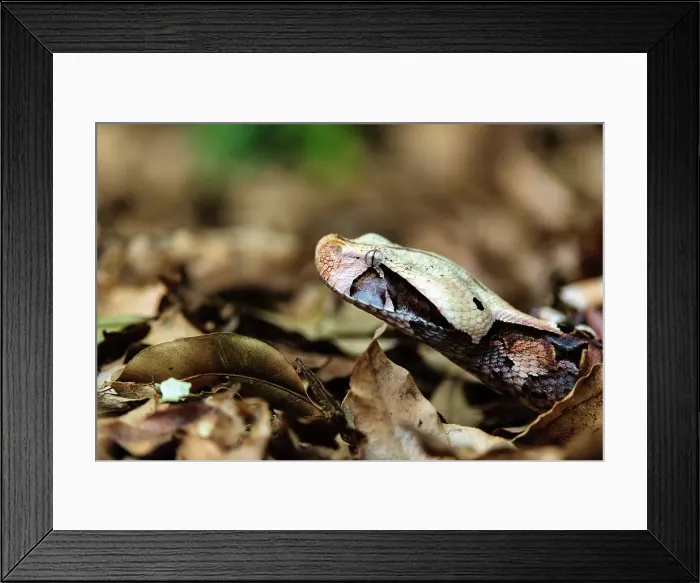 Framed Print : The Gaboon Adder (Bitis gabonica) Framed Print : The Gaboon Adder (Bitis gabonica)