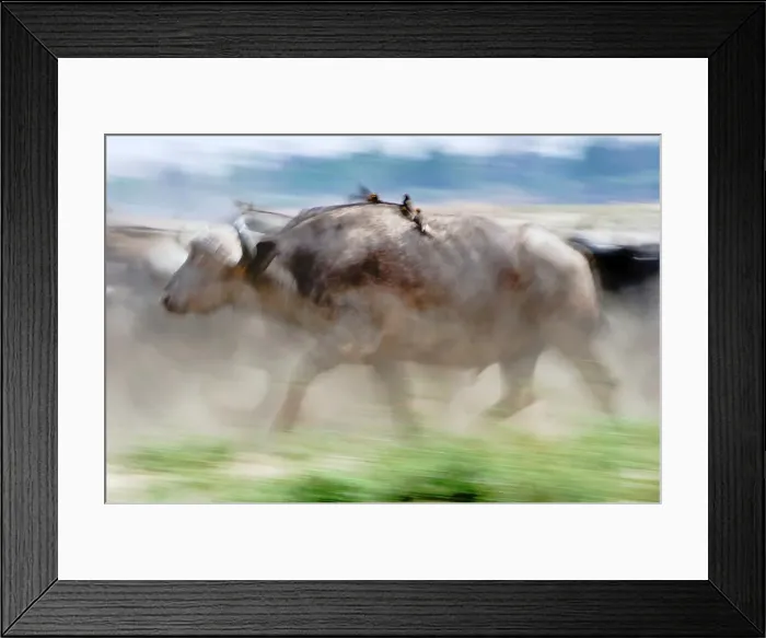 Framed Print : Cape buffalo (Syncerus caffer) running on the banks of the Luangwa River Framed Print : Cape buffalo (Syncerus caffer) running on the banks of the Luangwa River