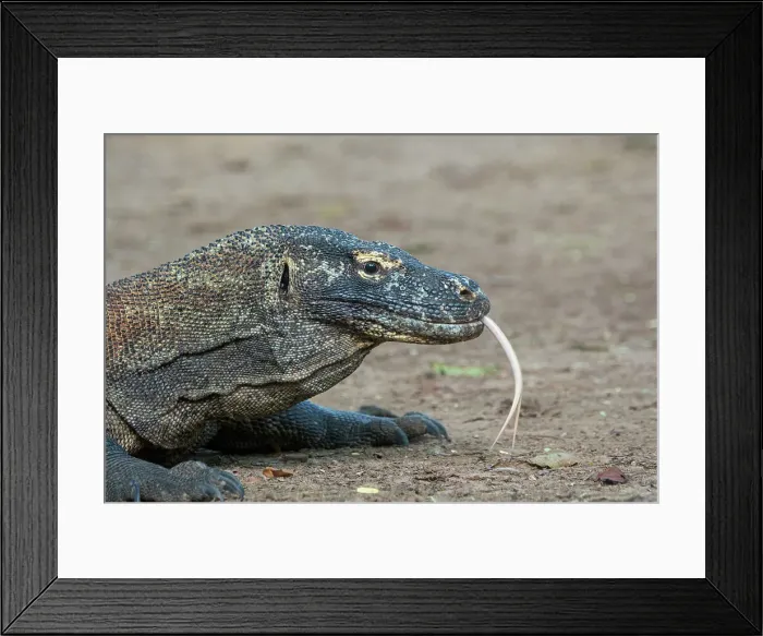 Framed Print : Portrait of a Komodo dragon (Varanus komodoensis) on Komodo Island, part of Komodo National Park, Indonesia Framed Print : Portrait of a Komodo dragon (Varanus komodoensis) on Komodo Island, part of Komodo National Park, Indonesia