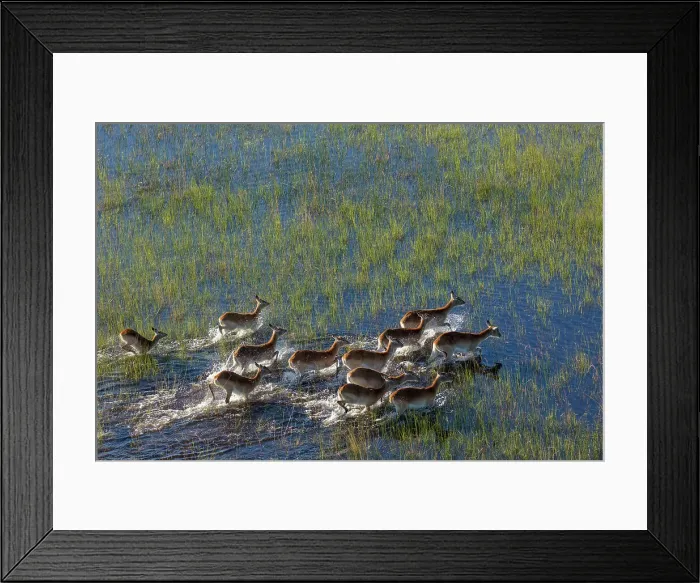 Framed Print : Aerial view of red lechwe (Kobus leche leche) Framed Print : Aerial view of red lechwe (Kobus leche leche)