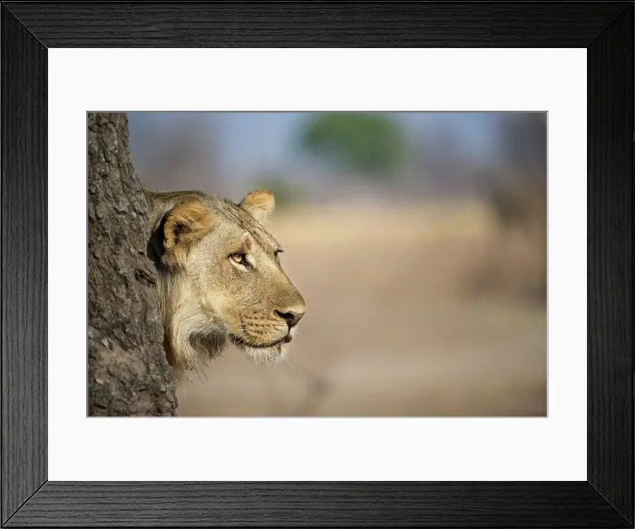 Framed Print : Close-up of an Adult male African lion (Panthera leo) Framed Print : Close-up of an Adult male African lion (Panthera leo)
