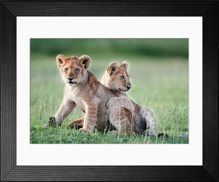 Framed Print : African lion cubs (Panthera leo) playing at Big Marsh