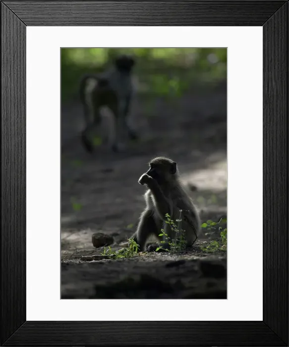 Framed Print : Chacma Baboon (Papio cynocephalus) Framed Print : Chacma Baboon (Papio cynocephalus)